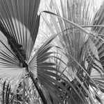 Corkscrew Swamp Sanctuary 2008