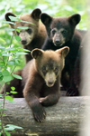 Three Black Bear cubs, Minnesota, USA