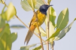 Oriole Warbler