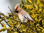 Waxwing