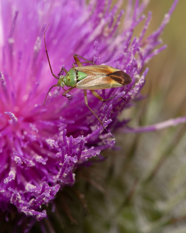 Potato Capsid - Dee Estuary