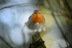 Robin V