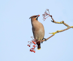 Waxwing - Bombycilla garrulus