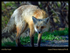 2026 Wildlife Images From Nature Calendar APR PHOTO