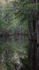LAST LIGHT - BEIDLER SWAMP, SC