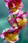Flowers 17 - 15