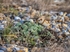 Snow Bunting