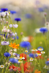 Wildflowers, Île de Ré