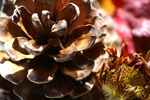 Flowers Set 11 - 09