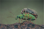 Weevils Mating