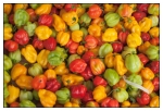 Food Portfolio 10