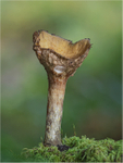 Funnel fungi