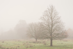 Martyr tree III