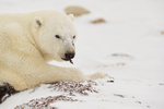 Male Polar Bear eating kelp, Churchill, Canada