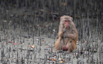 Rhesus Macaques