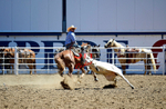 3HRodeo8-11-25_PRCASteer_02457_