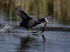 Coot (Fulica atra) running with weed