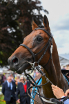 290723-Race 4-Blue Prince-0731