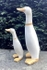 Large Duck