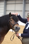 Class 117 - Stallion 4years and over portfolio