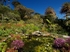 The Abbey Garden, Tresco #4