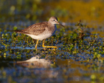Lesser Yellowlegs (juvenile) with autumn colours reflection