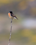 Stonechat portfolio