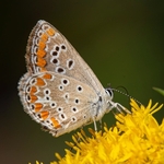 Brown argus ( Aricia agestis