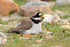 Ringed Plover sitting on a nest on the shore of Loch Indaal, Islay