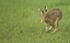 Brown Hares ref bh 4