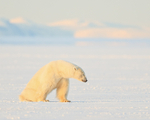 Sleepy male Polar Bear, Svalbard, Norway