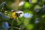 Chestnut-capped Warbler perched, Costa Rica