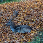 Dunham Massey
