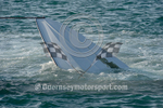 Powerboats 2015_Race-1-101