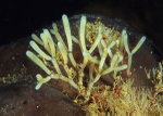 Cellaria sp.
