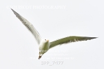 BPP_7477