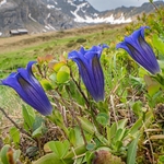 Trumpet gentian (Gentiana acaulis)