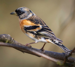 BRAMBLING portfolio