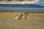 Atlantic Grey Seal