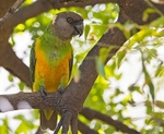 Senegal Parrot