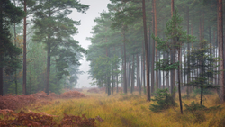 Paved with Gold II - New Forest