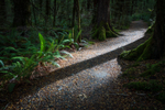 Path Shadow & Ferns