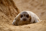 Weaned Grey Seal Pup