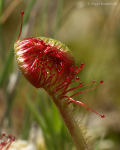 Round-leaved Sundew (02)