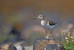 Common Sandpiper - Actitis hypoleucos