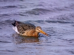 Black-tailed Godwit