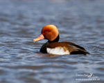 Red-crested pochard m 201b
