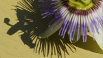 Shadow Copy
