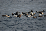 Steller's Eiders