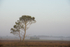 Hartland Moor